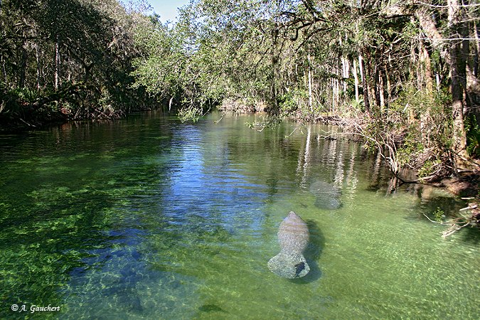 Manatees